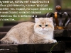 Котоматрица от Золотого Коррадо