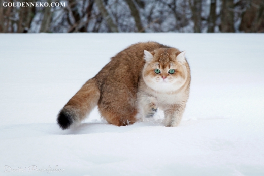 Кот Золотой Коррадо редкие и удивительные фотографии