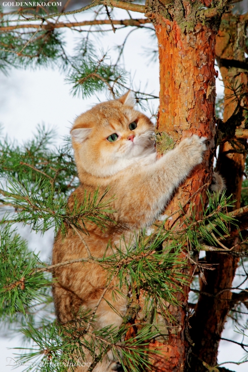 Кот Золотой Коррадо редкие и удивительные фотографии