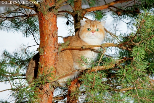 Кот Золотой Коррадо редкие и удивительные фотографии