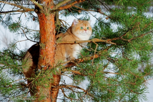 Кот Золотой Коррадо редкие и удивительные фотографии