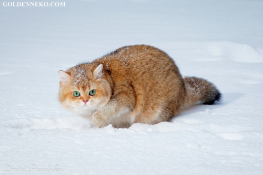 Кот Золотой Коррадо редкие и удивительные фотографии