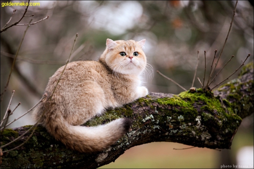 Кот Золотой Коррадо редкие и удивительные фотографии