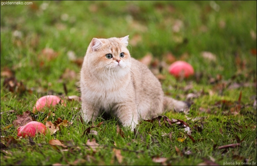 Кот Золотой Коррадо редкие и удивительные фотографии