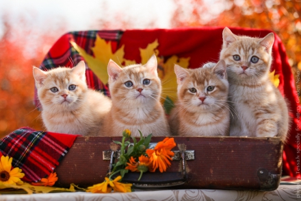 Red Golden Ticked Tabby cats BRITISH shorthairr