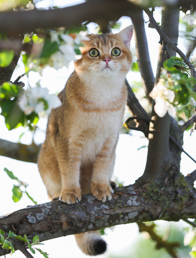 Oskar Leon Of Golden Neko