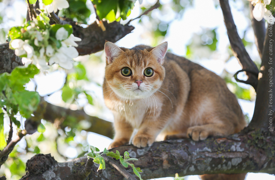 Oskar Leon Of Golden Neko