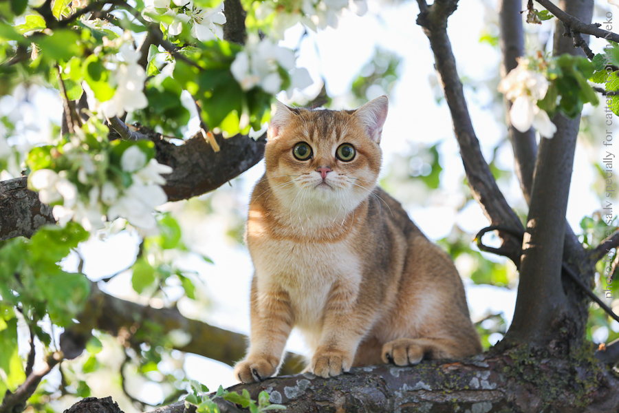 Oskar Leon Of Golden Neko