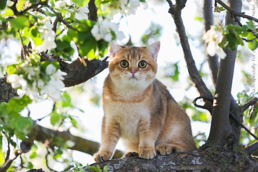 Oskar Leon Of Golden Neko