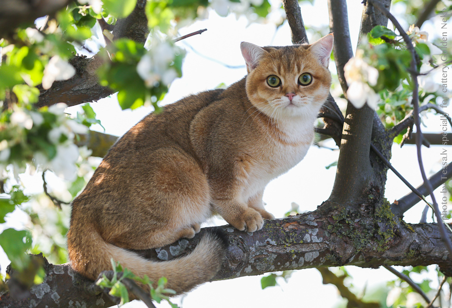 Oskar Leon Of Golden Neko