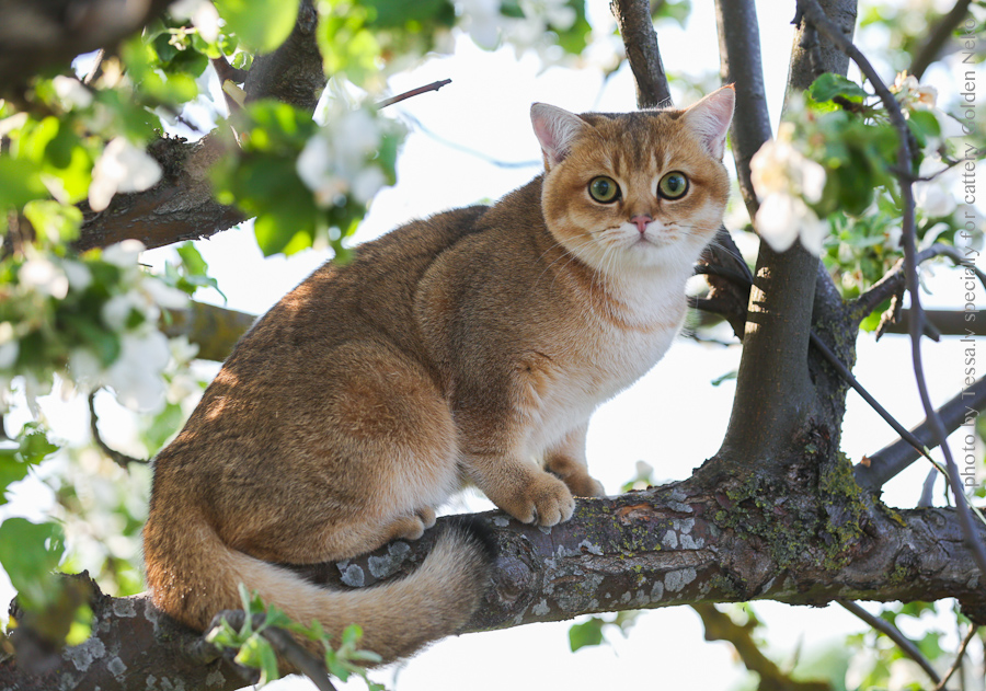 Oskar Leon Of Golden Neko