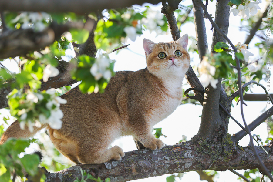 Oskar Leon Of Golden Neko