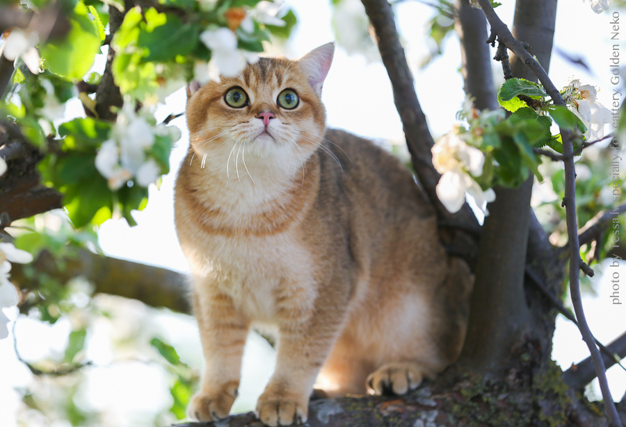 Oskar Leon Of Golden Neko