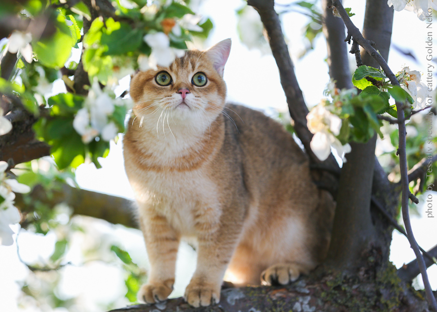 Oskar Leon Of Golden Neko