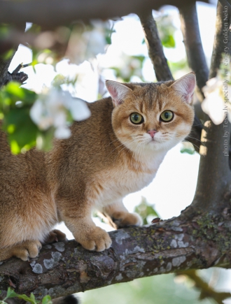 Oskar Leon Of Golden Neko