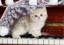 Litter "G" of Golden Neko cattery