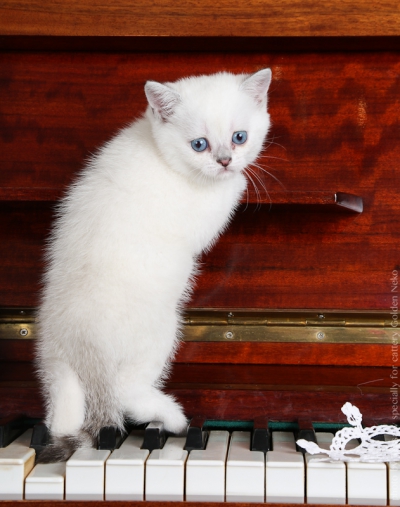 Litter "G" of Golden Neko cattery