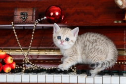 Litter "G" of Golden Neko cattery