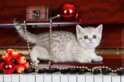 Litter "G" of Golden Neko cattery