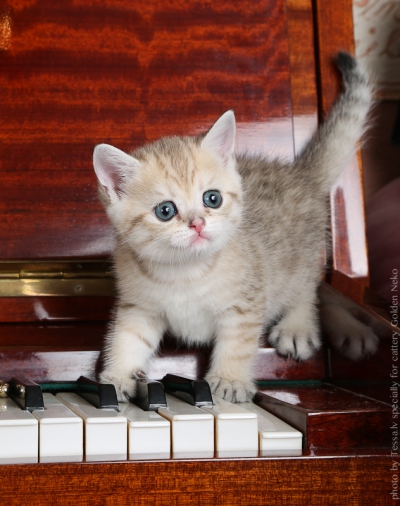 Litter "G" of Golden Neko cattery