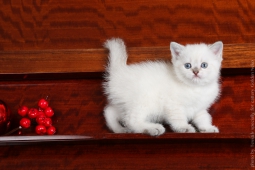 Litter "G" of Golden Neko cattery