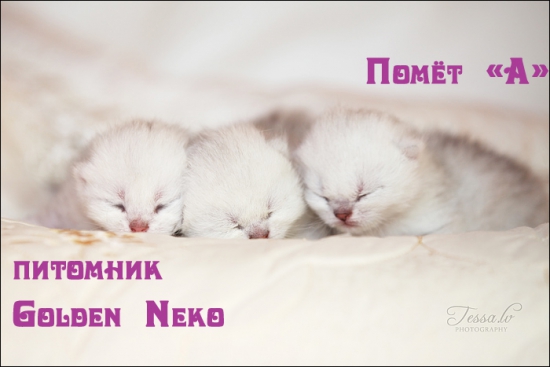pomyot-a-2012-Помёт А питомника Голден Некоgoldenneko-golden-silver-kittens