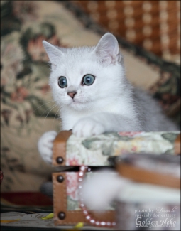 w-silver-ameli-of-golden-neko-9-weeks7