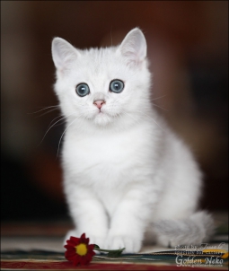 w-silver-angelo-of-golden-neko-9-weeks6