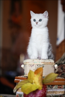 w-silver-armani-of-golden-neko-9-weeks8