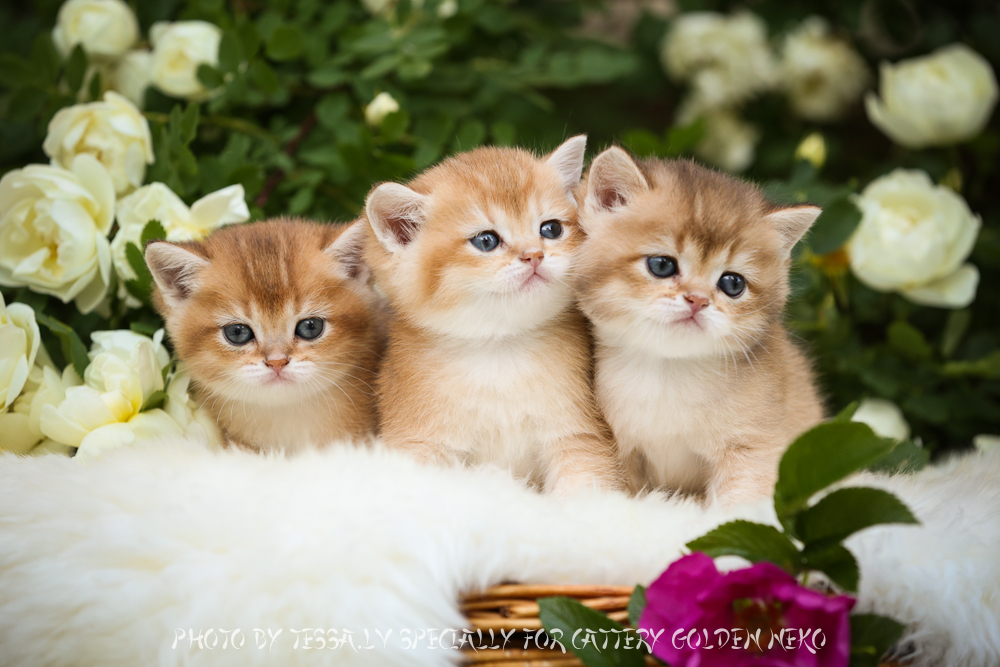 Golden Neko Cattery british shorthair 