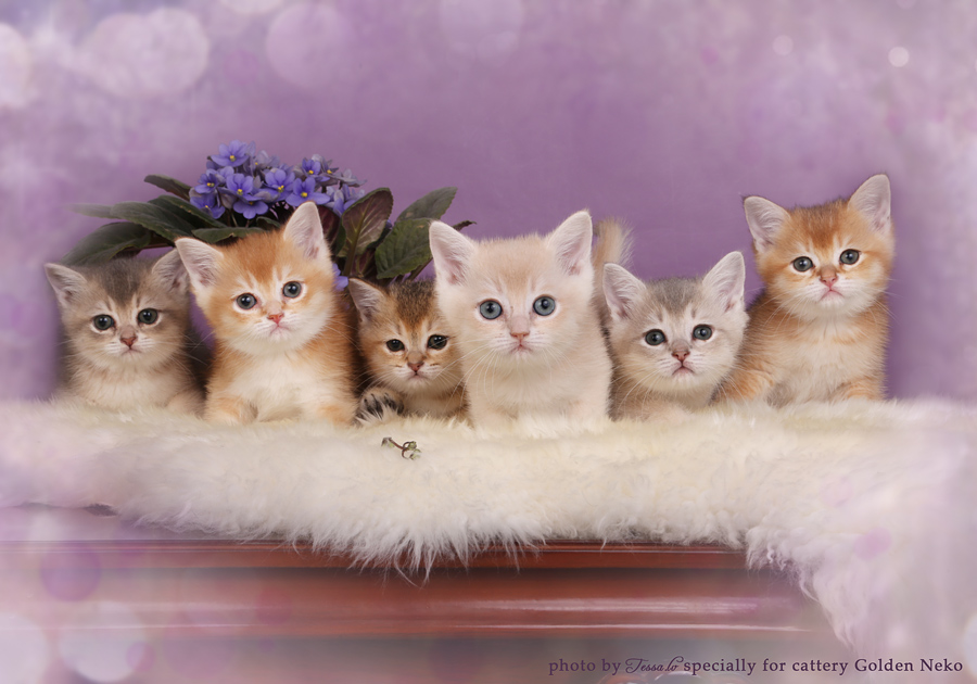 Golden Neko Cattery British Shorthair Cats From Estonia Part 2