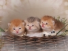 happy esaster cats by golden neko cattery