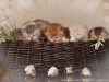 happy esaster cats by golden neko cattery