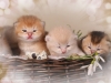 happy esaster cats by golden neko cattery