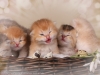 happy esaster cats by golden neko cattery