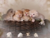 happy esaster cats by golden neko cattery