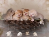 happy esaster cats by golden neko cattery