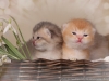 happy esaster cats by golden neko cattery