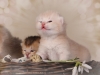 happy esaster cats by golden neko cattery