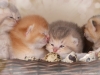 happy esaster cats by golden neko cattery