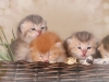 happy esaster cats by golden neko cattery