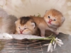 happy esaster cats by golden neko cattery