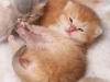 happy esaster cats by golden neko cattery