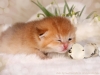 happy esaster cats by golden neko cattery