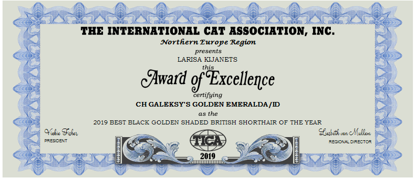 2019-BEST-BLACK-GOLDEN-SHADED-BRITISH-SHORTHAIR-OF-THE-YEAR-1