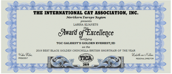 2019-BEST-BLACK-GOLDEN-CHINCHILLA-BRITISH-SHORTHAIR-OF-THE-YEAR-1