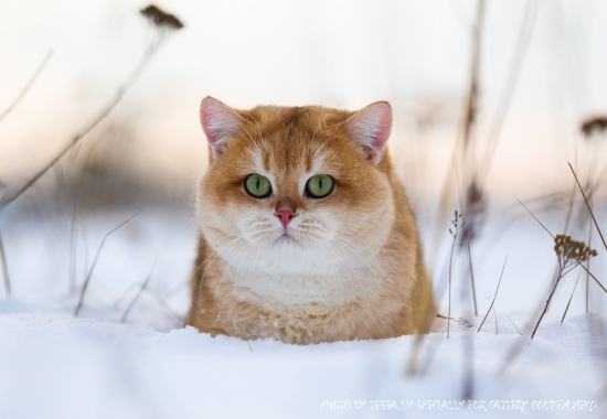 Everest Golden Chinchilla Goldenneko