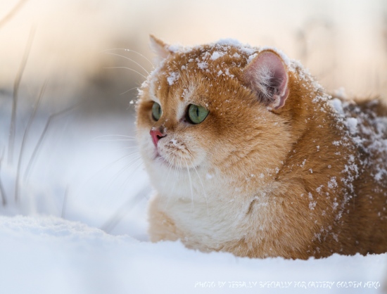 Everest Golden Chinchilla Goldenneko