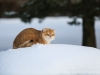 Everest Golden Chinchilla Goldenneko