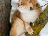 Everest Golden Chinchilla Goldenneko